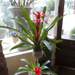 Corporate plant displays