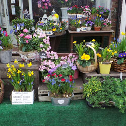 Spring flowers and plants